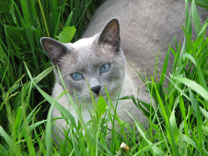 Cat in the Grass