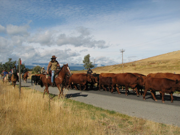cattle drive